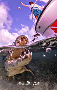 Overunder of an American Crocodile Up Close by Alex Suh 